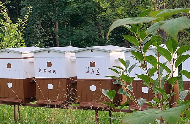 Pszczelara - u Matyldy za płotem